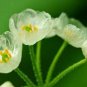 Diphylleia Grayi Bonsai Rare Exotic Plant Water Becomes Transparent  10 Seeds