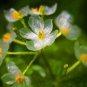 Diphylleia Grayi Bonsai Rare Exotic Plant Water Becomes Transparent  10 Seeds