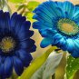 Gerbera Daisy Majorette Blue Halo Fragrant Bellis Flower  200 Seeds