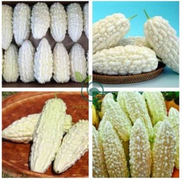 White Balsam Pear  20 Seeds