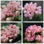 Geranium Light Peach Pink Ball Flower 20 Seeds