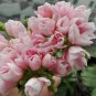 Geranium Light Peach Pink Ball Flower 20 Seeds
