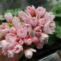 Geranium Light Peach Pink Ball Flower 20 Seeds