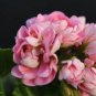 Geranium Light Peach Pink Ball Flower 20 Seeds