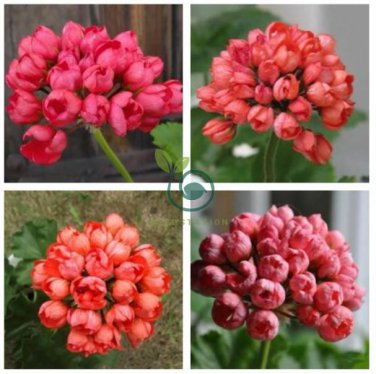 Red Pandora Zonal Geranium Seeds Tulip-shaped Pelargonium Flowers 20 Seeds