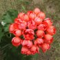 Red Pandora Zonal Geranium Seeds Tulip-shaped Pelargonium Flowers 20 Seeds