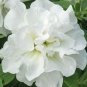 Blanket Double White Petunia  200 Seeds