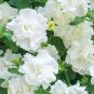 Blanket Double White Petunia  200 Seeds