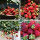 Elan F1 Strawberry 200 Seeds