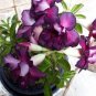 Desert Rose Adenium Seeds Sky Blue Double Petals with White Edge Flowers  4 Seeds