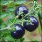 Organic Indigo Rose Blue Tomato 200 Seeds