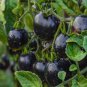 Organic Indigo Rose Blue Tomato 200 Seeds