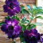 Desert Rose Adenium Seeds Sky Blue Double Petals with White Edge Flowers  100 Seeds