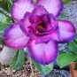 Desert Rose Adenium Seeds Sky Blue Double Petals with White Edge Flowers  100 Seeds