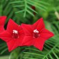 Red Cypress Vine Humming Bird Vine Perennial Climbing Flowers 20 Seeds