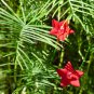 Red Cypress Vine Humming Bird Vine Perennial Climbing Flowers 20 Seeds