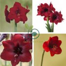 Dark Red Amaryllis 200 Seeds
