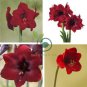 Dark Red Amaryllis 200 Seeds