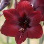 Dark Red Amaryllis 200 Seeds
