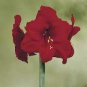 Dark Red Amaryllis 200 Seeds