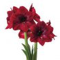 Dark Red Amaryllis 200 Seeds