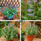 Agastache Rugosa 200 Seeds