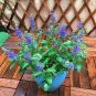 Agastache Rugosa 200 Seeds