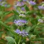 Agastache Rugosa 200 Seeds