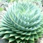Rare Spiral New Bonsai Succulents Bonsai 200 Seeds