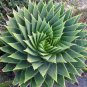Rare Spiral New Bonsai Succulents Bonsai 200 Seeds
