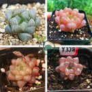 Haworthia obtusa Semilucent Red Lovely Bonsai Succulent 10 Seeds