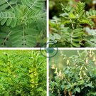 Astragalus Herb Plant 40 Seeds