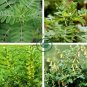 Astragalus Herb Plant 40 Seeds