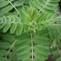 Astragalus Herb Plant 40 Seeds