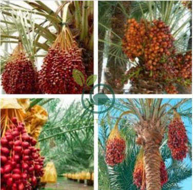 Heirloom New Medjool Date Palm Tree 10 Seeds