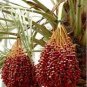 Heirloom New Medjool Date Palm Tree 10 Seeds