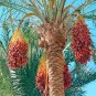 Heirloom New Medjool Date Palm Tree 10 Seeds