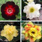 Adenium Black Yellow White Series 40 Seeds