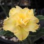 Adenium Black Yellow White Series 40 Seeds