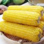 Heirloom Yellow Waxy Corn Vegetable 20 Seeds