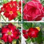 'Dragon Siam' Dark Red Desert Rose Adenium Obesum 4 Seeds