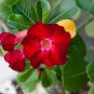 'Dragon Siam' Dark Red Desert Rose Adenium Obesum 4 Seeds