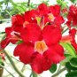 'Dragon Siam' Dark Red Desert Rose Adenium Obesum 4 Seeds