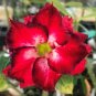 'Dragon Siam' Dark Red Desert Rose Adenium Obesum 4 Seeds