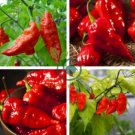 Red Ghost Chili Pepper 100 Seeds
