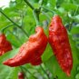 Red Ghost Chili Pepper 100 Seeds