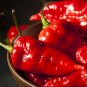 Red Ghost Chili Pepper 100 Seeds