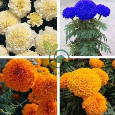 Tagetes erecta Purple Orange White Red Bonsai Flowers 200 Seeds