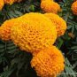 Tagetes erecta Purple Orange White Red Bonsai Flowers 200 Seeds