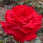 Rose Tree Rose-red Perenial Flower 100 Seeds